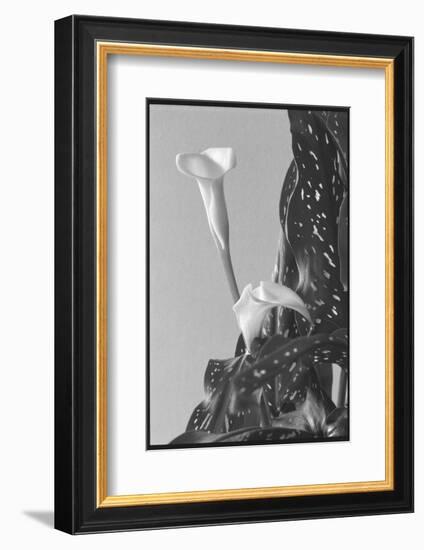 Black and White Calla Study-Anna Miller-Framed Photographic Print