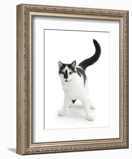 Black-And-White Cat, Pablo-Mark Taylor-Framed Photographic Print