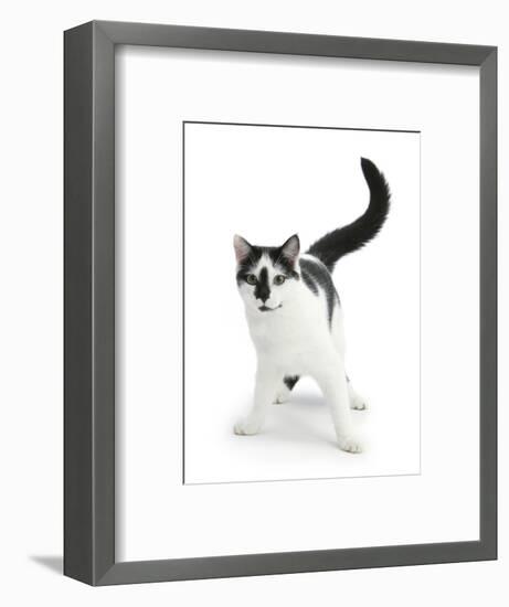 Black-And-White Cat, Pablo-Mark Taylor-Framed Photographic Print