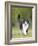 Black and White Cat-null-Framed Photographic Print