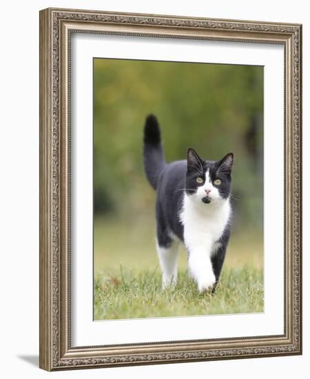 Black and White Cat-null-Framed Photographic Print