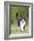 Black and White Cat-null-Framed Photographic Print