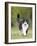 Black and White Cat-null-Framed Photographic Print