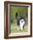 Black and White Cat-null-Framed Photographic Print