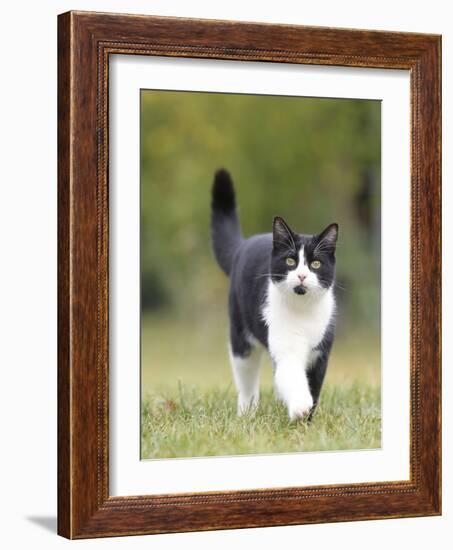 Black and White Cat-null-Framed Photographic Print