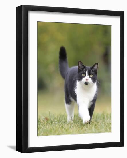 Black and White Cat-null-Framed Photographic Print