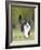 Black and White Cat-null-Framed Photographic Print