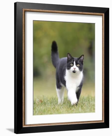 Black and White Cat-null-Framed Photographic Print