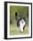 Black and White Cat-null-Framed Photographic Print