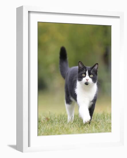 Black and White Cat-null-Framed Photographic Print