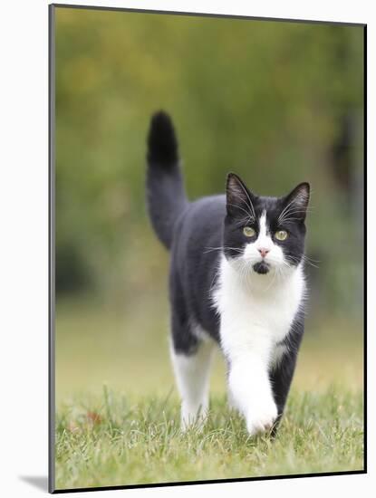 Black and White Cat-null-Mounted Photographic Print