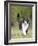 Black and White Cat-null-Framed Photographic Print