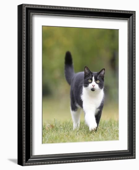 Black and White Cat-null-Framed Photographic Print