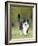 Black and White Cat-null-Framed Photographic Print