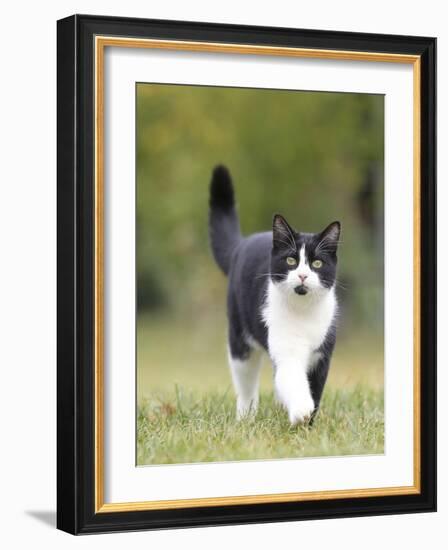 Black and White Cat-null-Framed Photographic Print