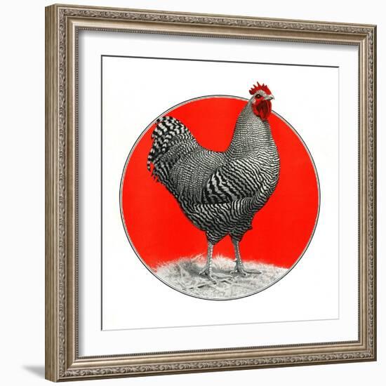 Black and White Chicken-C.R. Patterson-Framed Giclee Print