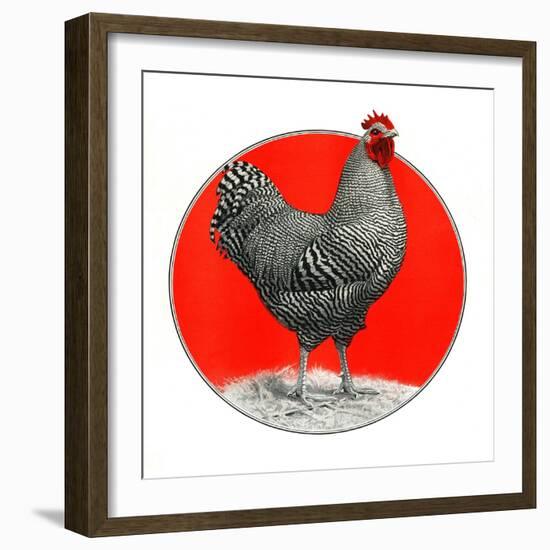 Black and White Chicken-C.R. Patterson-Framed Giclee Print