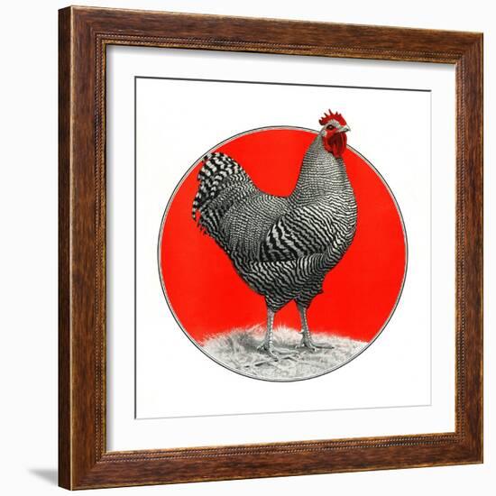 Black and White Chicken-C.R. Patterson-Framed Giclee Print