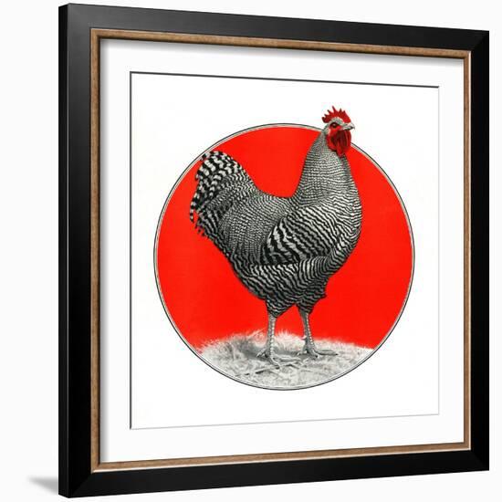 Black and White Chicken-C.R. Patterson-Framed Giclee Print