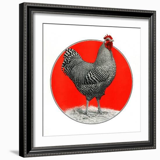 Black and White Chicken-C.R. Patterson-Framed Giclee Print