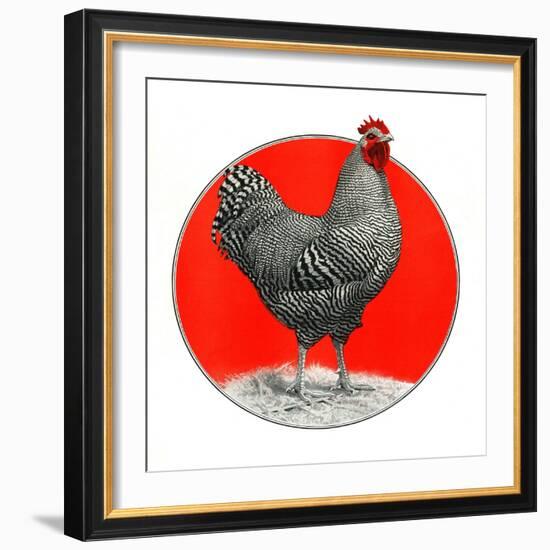 Black and White Chicken-C.R. Patterson-Framed Giclee Print