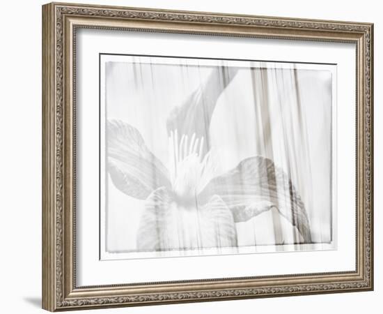 Black and white clematis-Savanah Plank-Framed Photo