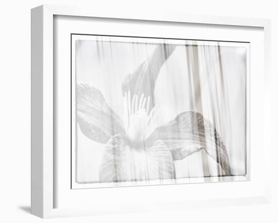 Black and white clematis-Savanah Plank-Framed Photo