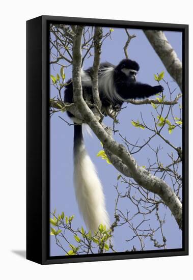 Black-And-White Colobus Monkey (Colobus Guereza) Feeding in Tree, Aberdares Np, Kenya-Suzi Eszterhas-Framed Premier Image Canvas