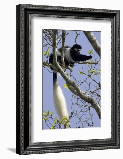 Black-And-White Colobus Monkey (Colobus Guereza) Feeding in Tree, Aberdares Np, Kenya-Suzi Eszterhas-Framed Photographic Print