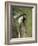 Black-And-White Colobus Monkey (Colobus Guereza), Lake Naivasha, Kenya, East Africa, Africa-James Hager-Framed Photographic Print