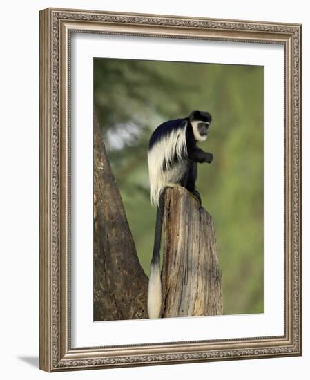 Black-And-White Colobus Monkey (Colobus Guereza), Lake Naivasha, Kenya, East Africa, Africa-James Hager-Framed Photographic Print