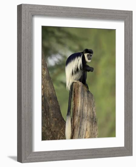 Black-And-White Colobus Monkey (Colobus Guereza), Lake Naivasha, Kenya, East Africa, Africa-James Hager-Framed Photographic Print