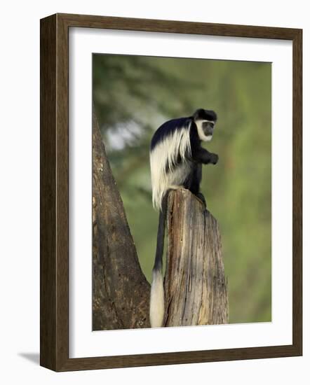 Black-And-White Colobus Monkey (Colobus Guereza), Lake Naivasha, Kenya, East Africa, Africa-James Hager-Framed Photographic Print