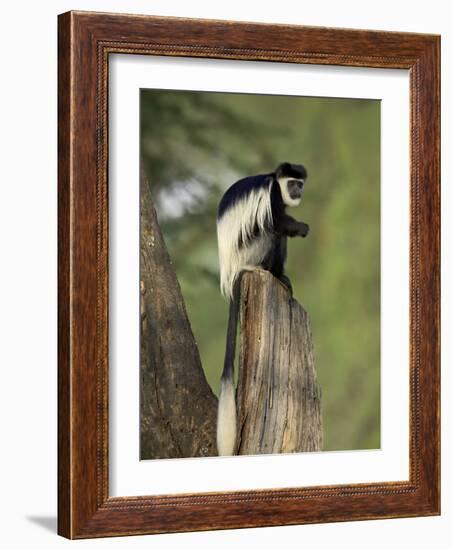 Black-And-White Colobus Monkey (Colobus Guereza), Lake Naivasha, Kenya, East Africa, Africa-James Hager-Framed Photographic Print