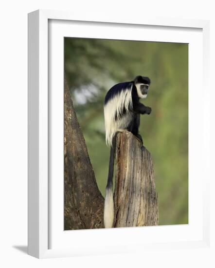 Black-And-White Colobus Monkey (Colobus Guereza), Lake Naivasha, Kenya, East Africa, Africa-James Hager-Framed Photographic Print
