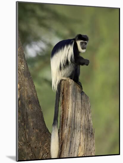 Black-And-White Colobus Monkey (Colobus Guereza), Lake Naivasha, Kenya, East Africa, Africa-James Hager-Mounted Photographic Print