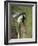 Black-And-White Colobus Monkey (Colobus Guereza), Lake Naivasha, Kenya, East Africa, Africa-James Hager-Framed Photographic Print