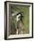 Black-And-White Colobus Monkey (Colobus Guereza), Lake Naivasha, Kenya, East Africa, Africa-James Hager-Framed Photographic Print