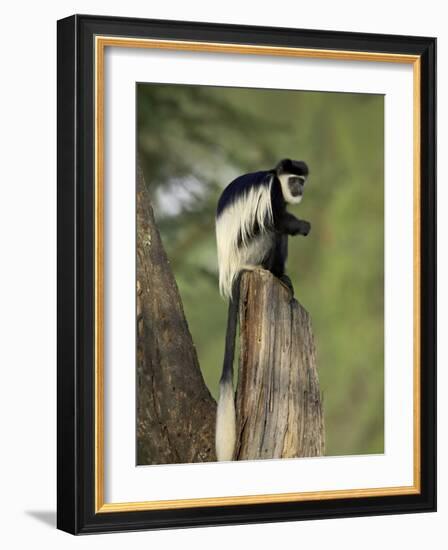 Black-And-White Colobus Monkey (Colobus Guereza), Lake Naivasha, Kenya, East Africa, Africa-James Hager-Framed Photographic Print