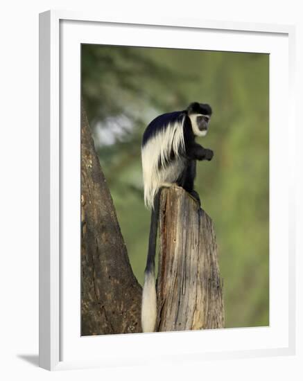 Black-And-White Colobus Monkey (Colobus Guereza), Lake Naivasha, Kenya, East Africa, Africa-James Hager-Framed Photographic Print