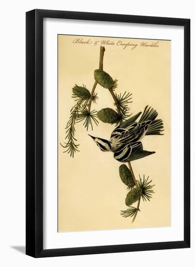 Black and White Creeping Warbler-John James Audubon-Framed Art Print