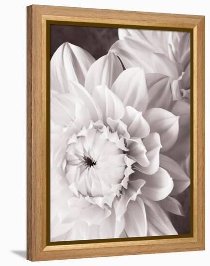 Black and White Dahlias I-Christine Zalewski-Framed Stretched Canvas