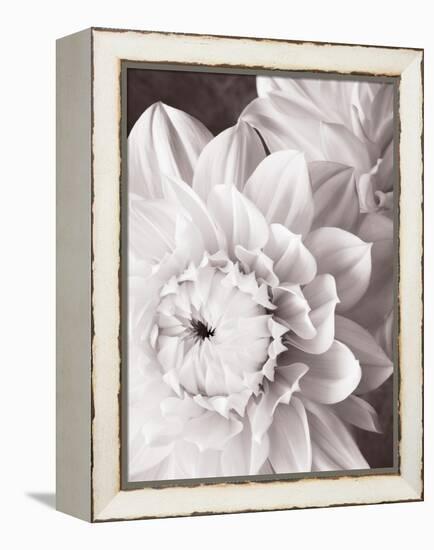 Black and White Dahlias I-Christine Zalewski-Framed Stretched Canvas