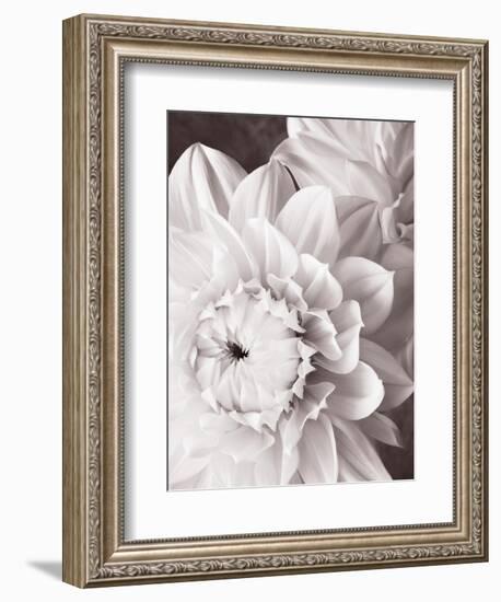 Black and White Dahlias I-Christine Zalewski-Framed Art Print