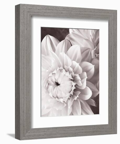 Black and White Dahlias I-Christine Zalewski-Framed Art Print