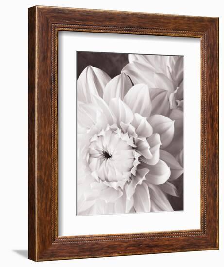 Black and White Dahlias I-Christine Zalewski-Framed Art Print