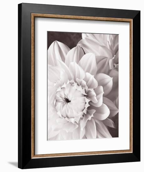 Black and White Dahlias I-Christine Zalewski-Framed Art Print