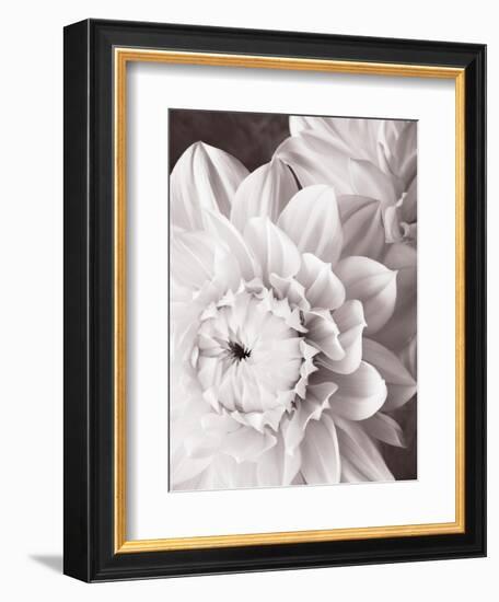 Black and White Dahlias I-Christine Zalewski-Framed Art Print