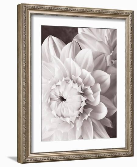 Black and White Dahlias I-Christine Zalewski-Framed Art Print