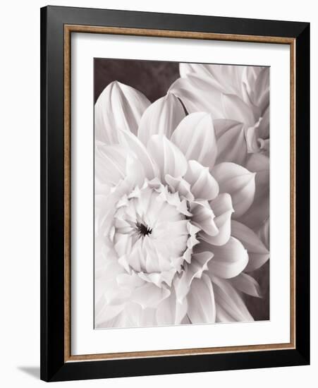 Black and White Dahlias I-Christine Zalewski-Framed Art Print